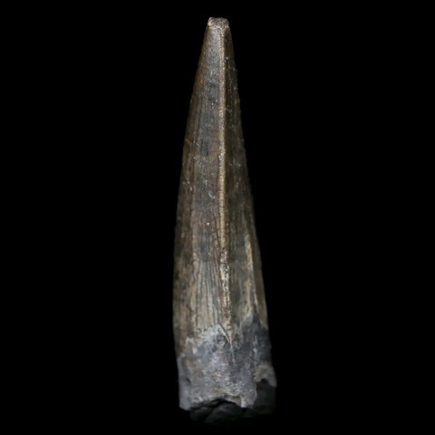 0.9" Suchomimus Fossil Tooth Cretaceous Spinosaurid Dinosaur Elraz FM Niger COA - Fossil Age Minerals