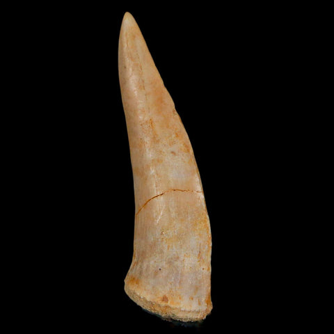 XL 2.2" Saber Toothed Herring Fossil Fang Enchodus Libycus Cretaceous COA Stand - Fossil Age Minerals