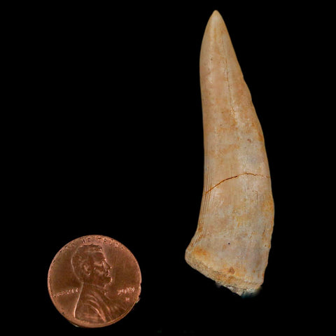 XL 2.2" Saber Toothed Herring Fossil Fang Enchodus Libycus Cretaceous COA Stand - Fossil Age Minerals