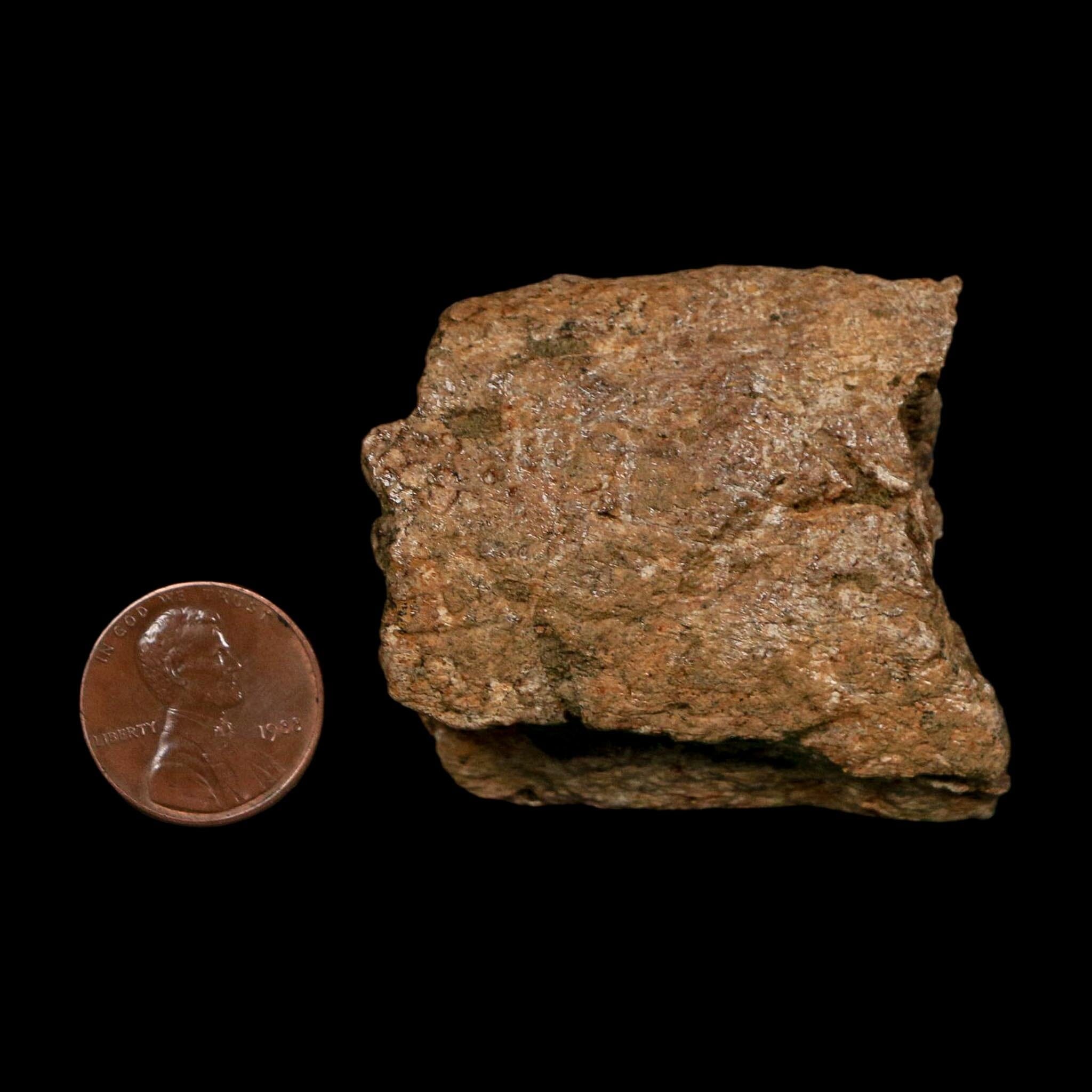 1.9" Triceratops Fossil Frill Bone Lance Creek FM Cretaceous Dinosaur WY COA