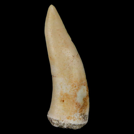 XL 2" Saber Toothed Herring Fossil Fang Enchodus Libycus Cretaceous COA Stand