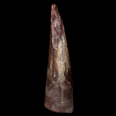 1" Suchomimus Fossil Tooth Cretaceous Spinosaurid Dinosaur Elraz FM Niger COA - Fossil Age Minerals