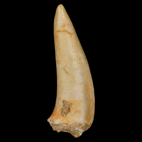 XL 2" Saber Toothed Herring Fossil Fang Enchodus Libycus Cretaceous COA Stand - Fossil Age Minerals