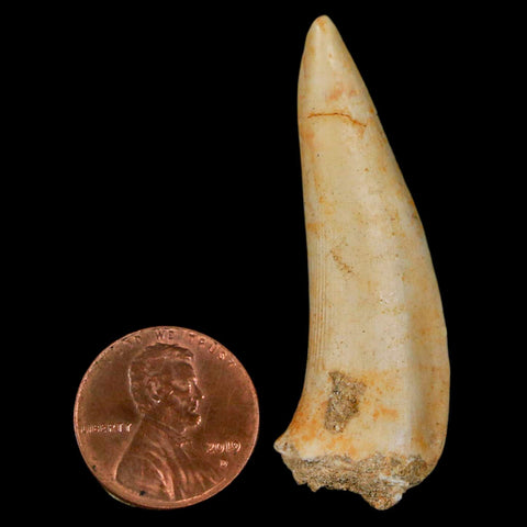 XL 2" Saber Toothed Herring Fossil Fang Enchodus Libycus Cretaceous COA Stand - Fossil Age Minerals