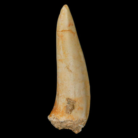 XL 2" Saber Toothed Herring Fossil Fang Enchodus Libycus Cretaceous COA Stand - Fossil Age Minerals