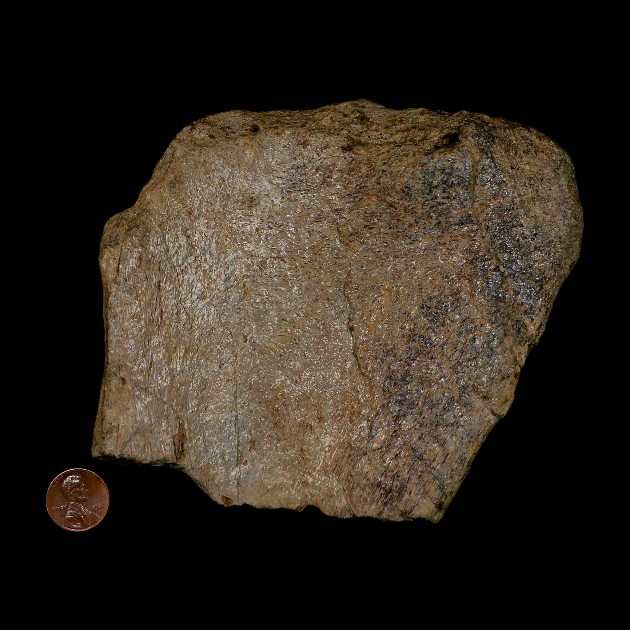 5.1" Maiasaura Hadrosaur Dinosaur Fossil Humerus Bone Two Medicine FM MT COA