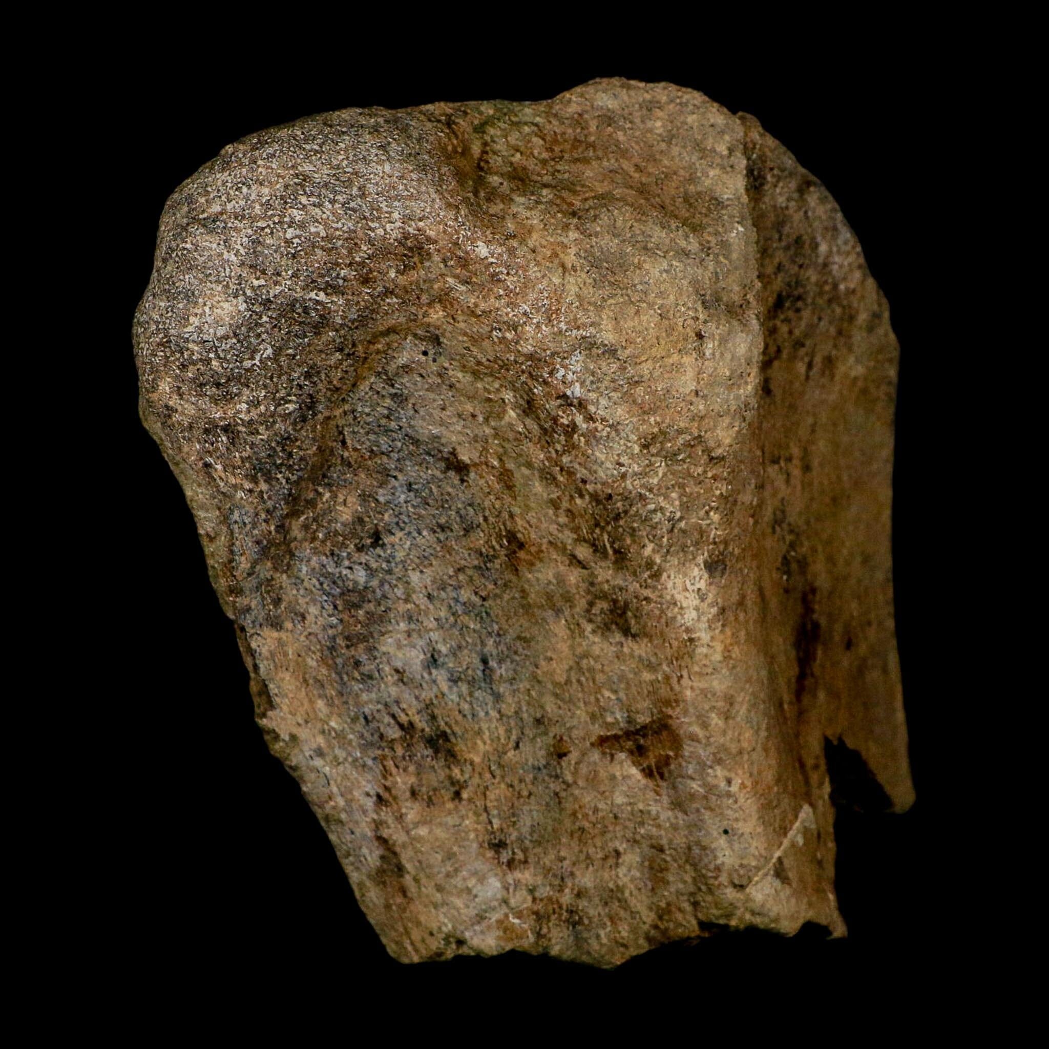 5.1" Maiasaura Hadrosaur Dinosaur Fossil Humerus Bone Two Medicine FM MT COA