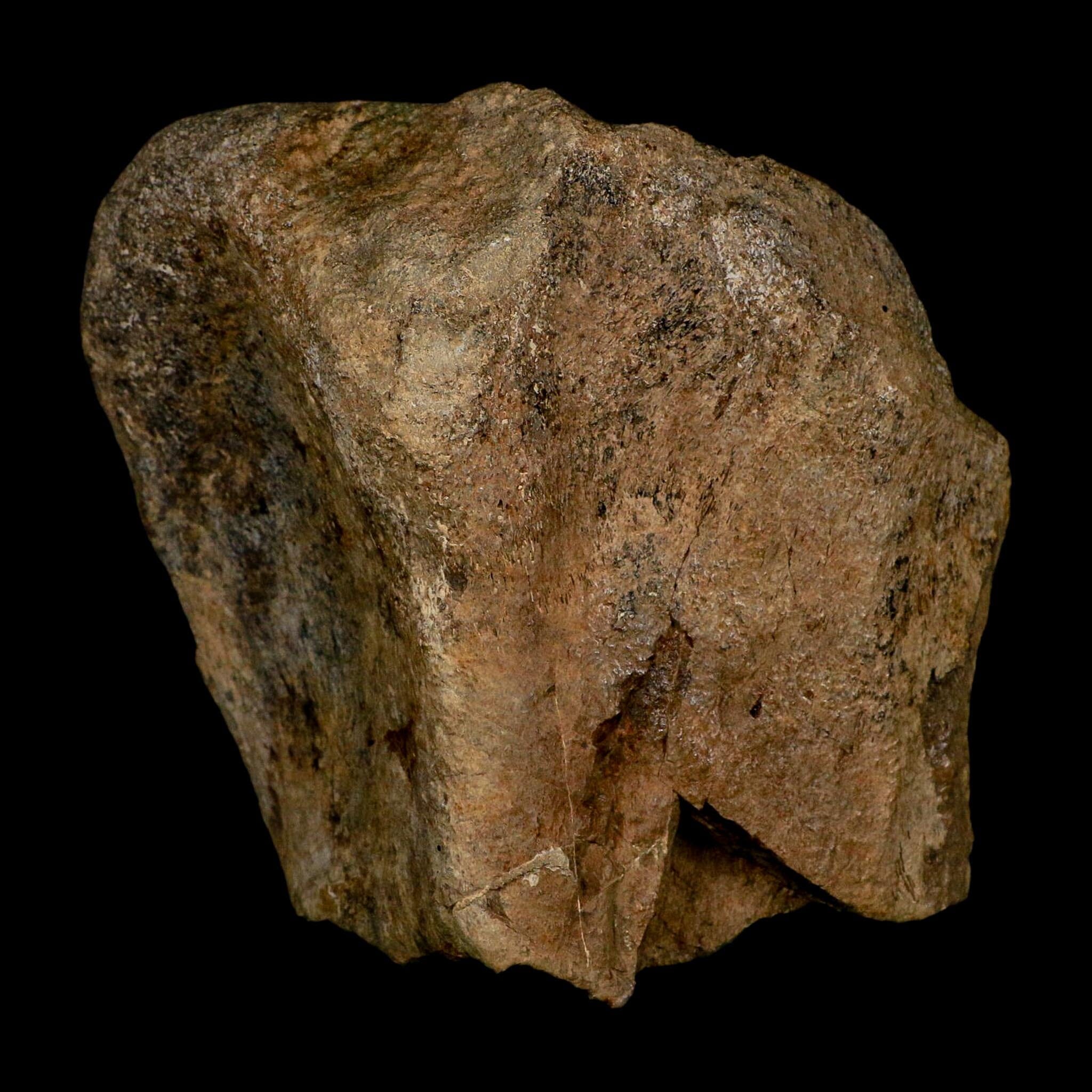 5.1" Maiasaura Hadrosaur Dinosaur Fossil Humerus Bone Two Medicine FM MT COA