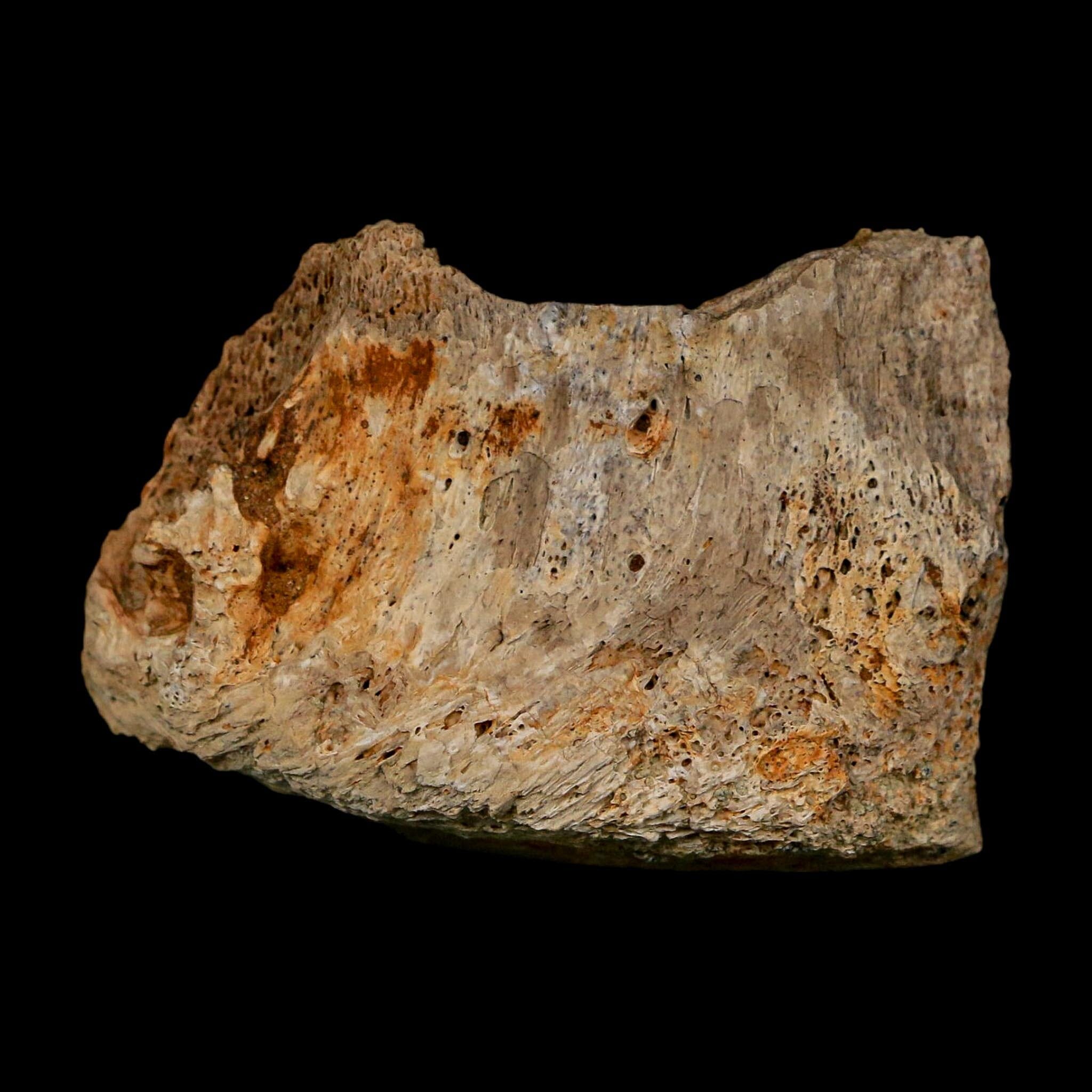 1.9" Corythosaurus Fossil Vertebrae Bone Section Judith River Cretaceous Dinosaur COA - Fossil Age Minerals