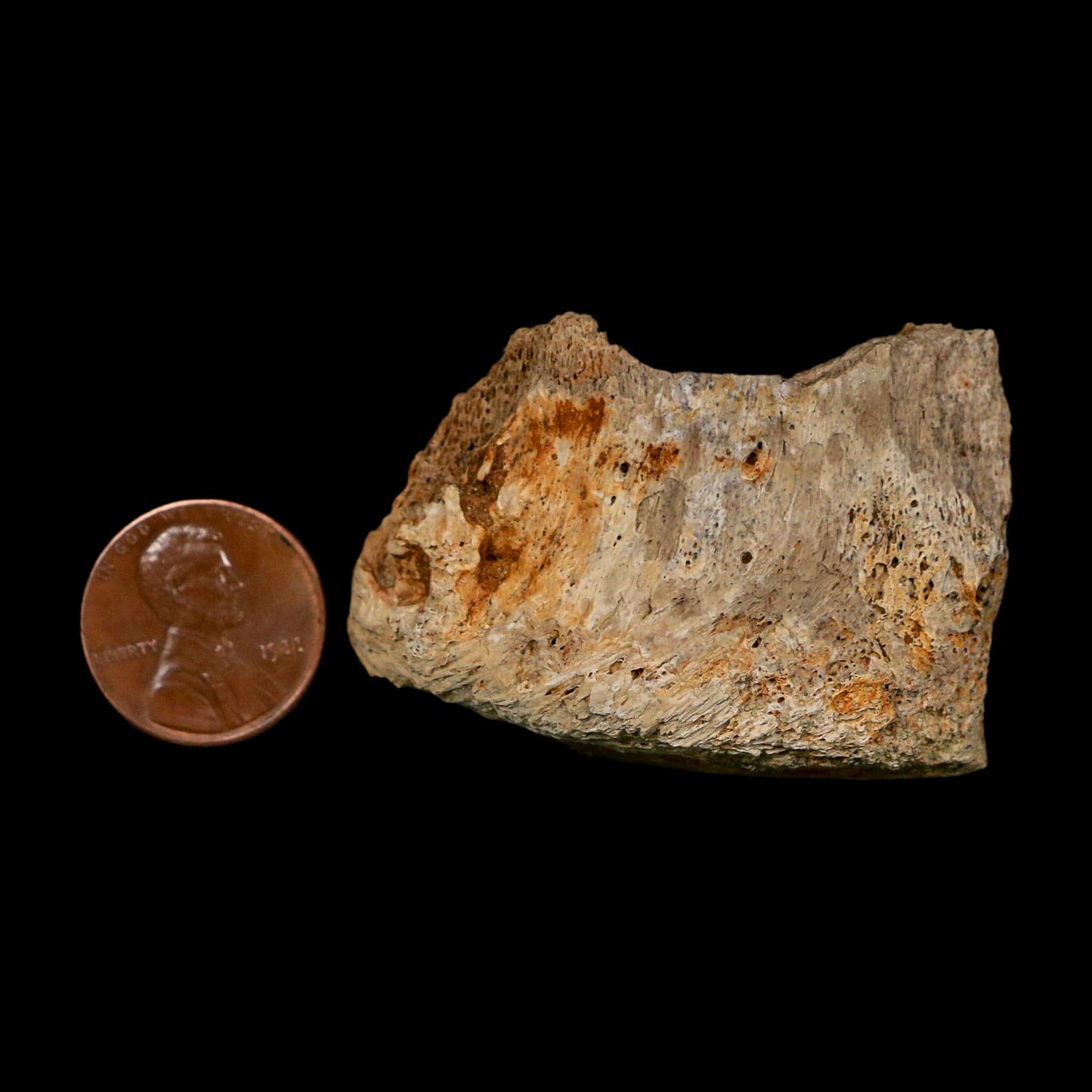 1.9" Corythosaurus Fossil Vertebrae Bone Section Judith River Cretaceous Dinosaur COA - Fossil Age Minerals