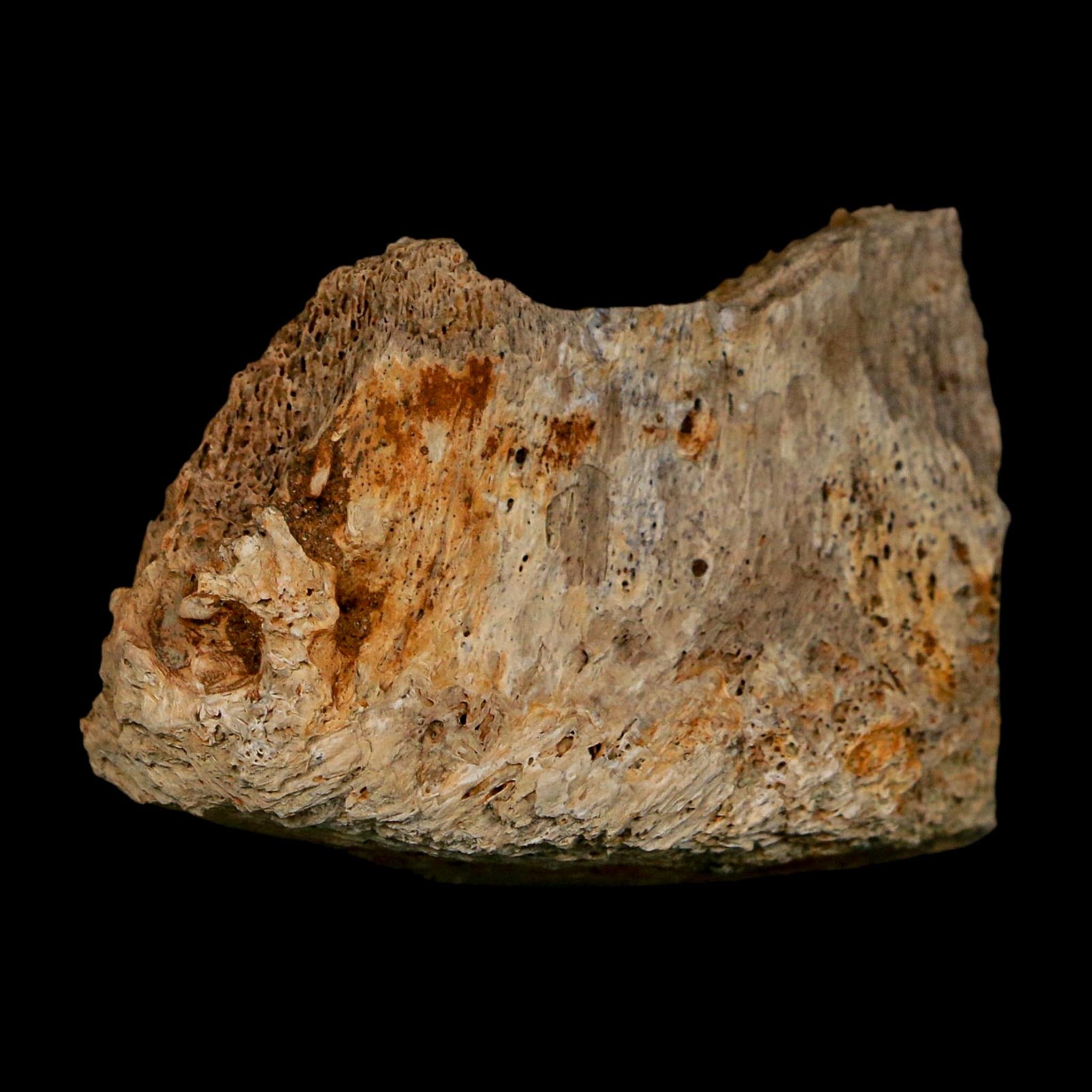 1.9" Corythosaurus Fossil Vertebrae Bone Section Judith River Cretaceous Dinosaur COA - Fossil Age Minerals
