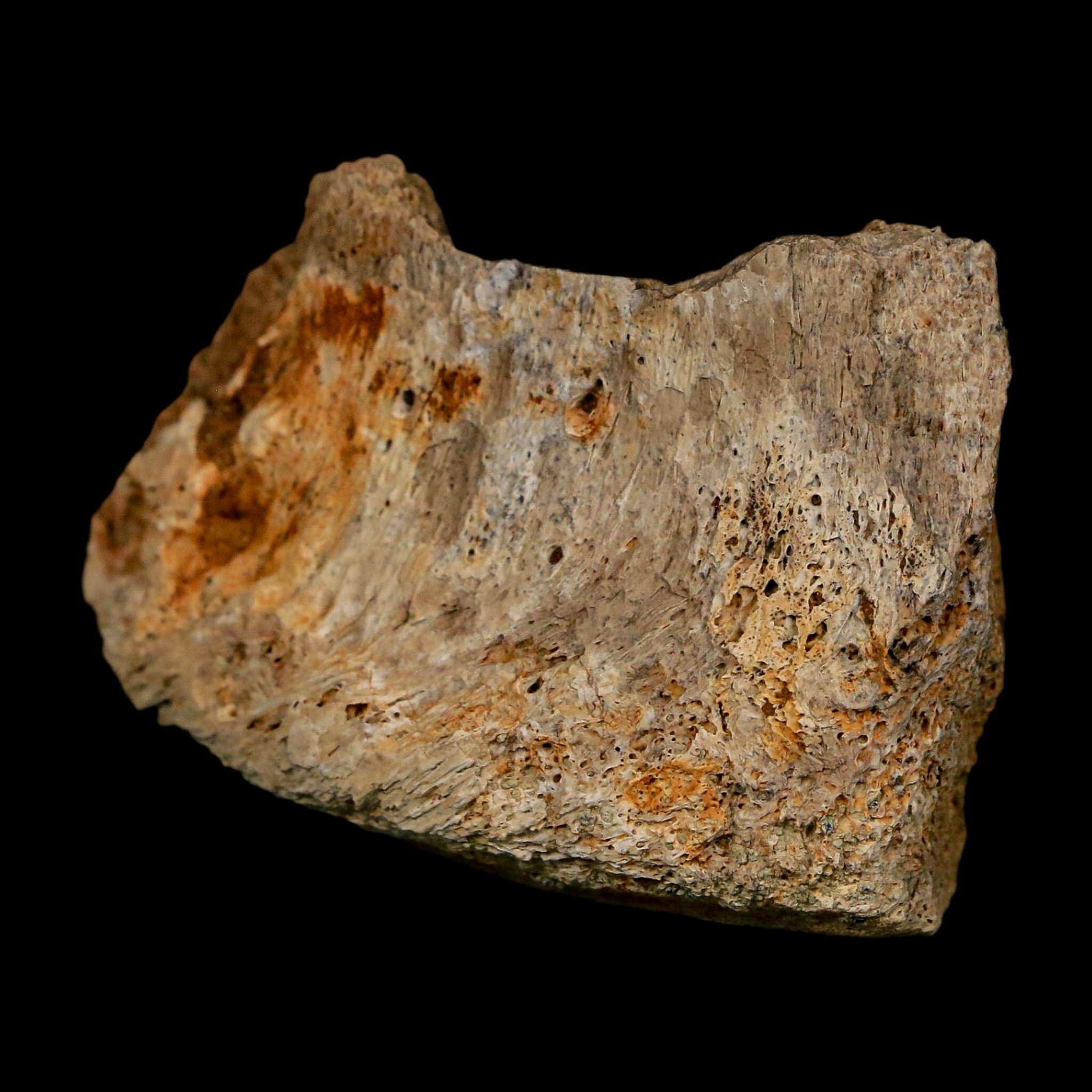 1.9" Corythosaurus Fossil Vertebrae Bone Section Judith River Cretaceous Dinosaur COA - Fossil Age Minerals