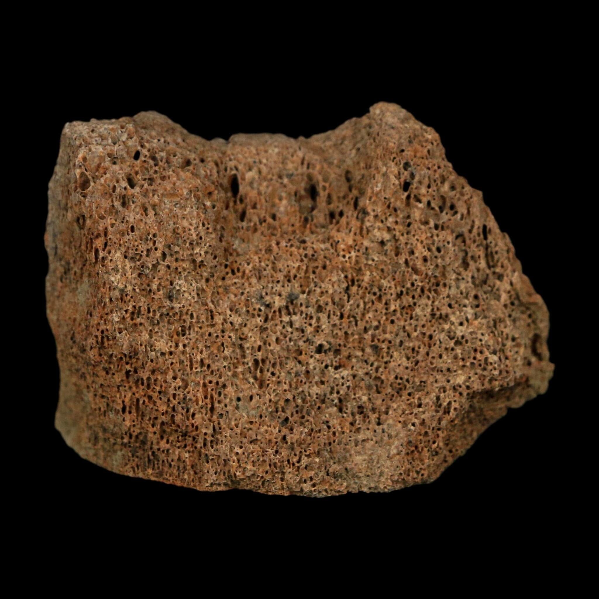 1.9" Corythosaurus Fossil Vertebrae Bone Section Judith River Cretaceous Dinosaur COA - Fossil Age Minerals