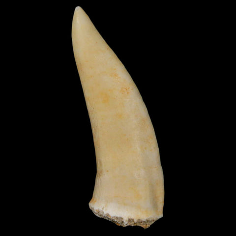 XL 2.1" Saber Toothed Herring Fossil Fang Enchodus Libycus Cretaceous COA Stand - Fossil Age Minerals