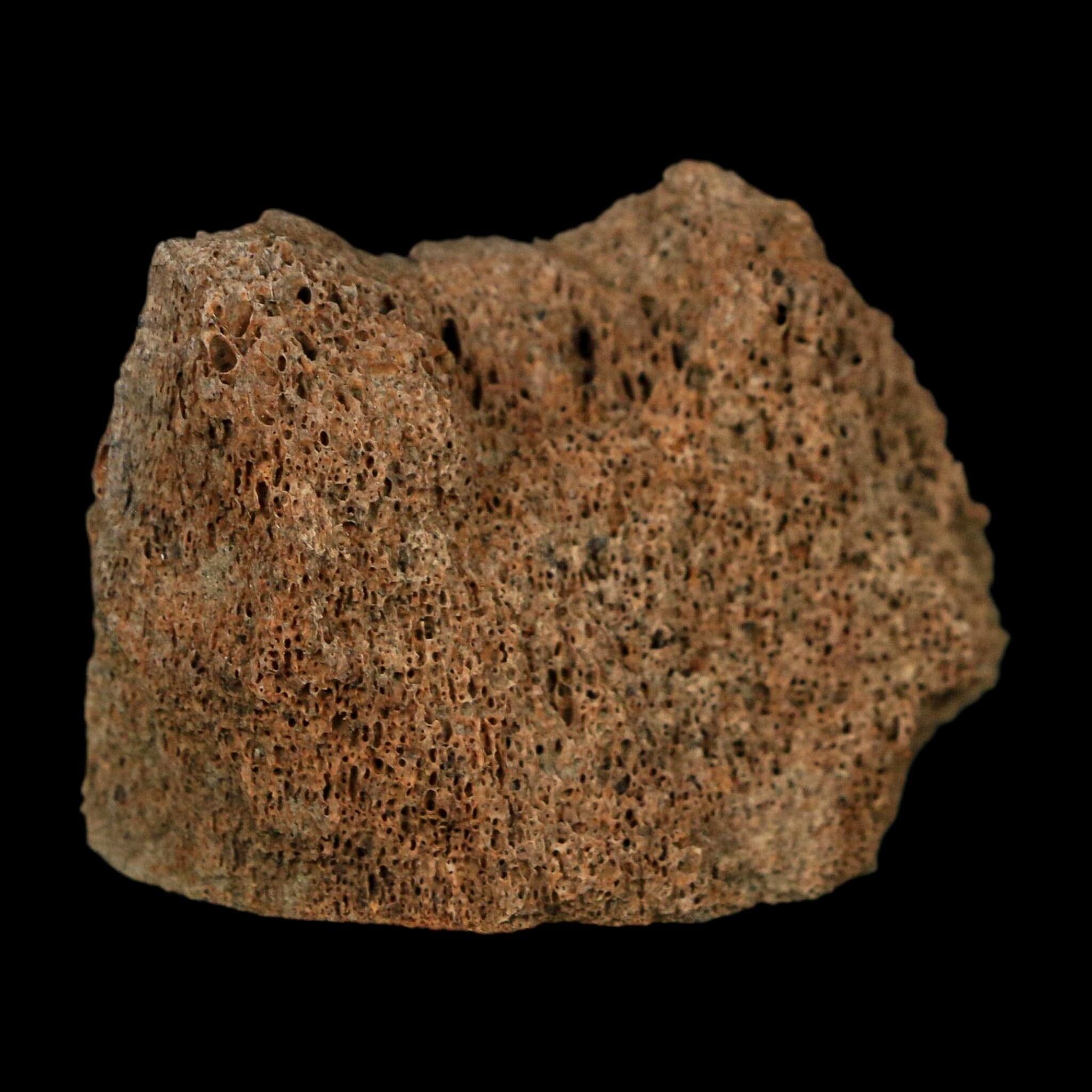 1.9" Corythosaurus Fossil Vertebrae Bone Section Judith River Cretaceous Dinosaur COA - Fossil Age Minerals