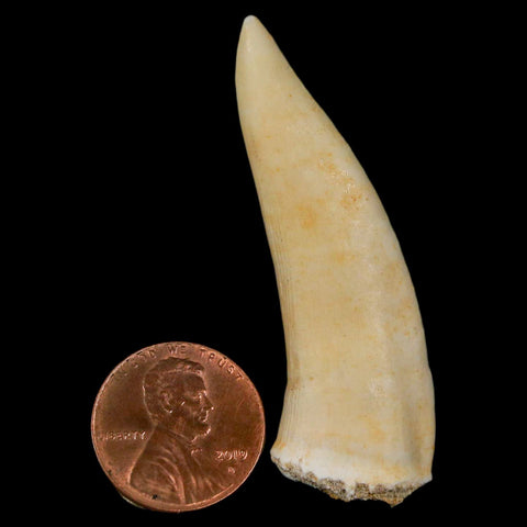 XL 2.1" Saber Toothed Herring Fossil Fang Enchodus Libycus Cretaceous COA Stand - Fossil Age Minerals