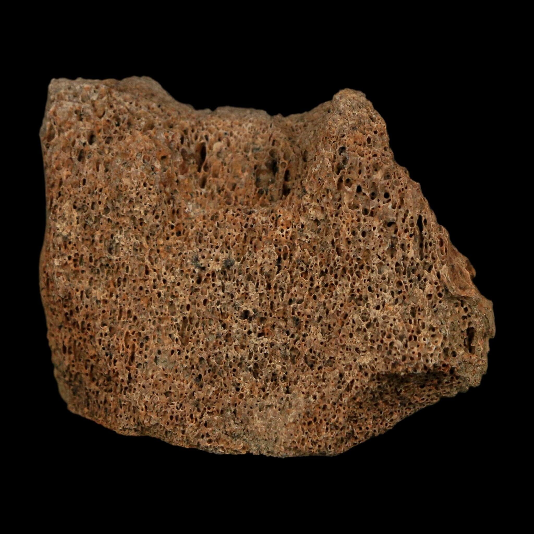 1.9" Corythosaurus Fossil Vertebrae Bone Section Judith River Cretaceous Dinosaur COA - Fossil Age Minerals