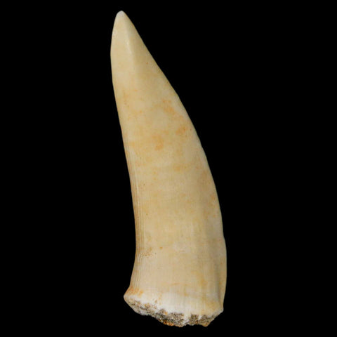 XL 2.1" Saber Toothed Herring Fossil Fang Enchodus Libycus Cretaceous COA Stand - Fossil Age Minerals