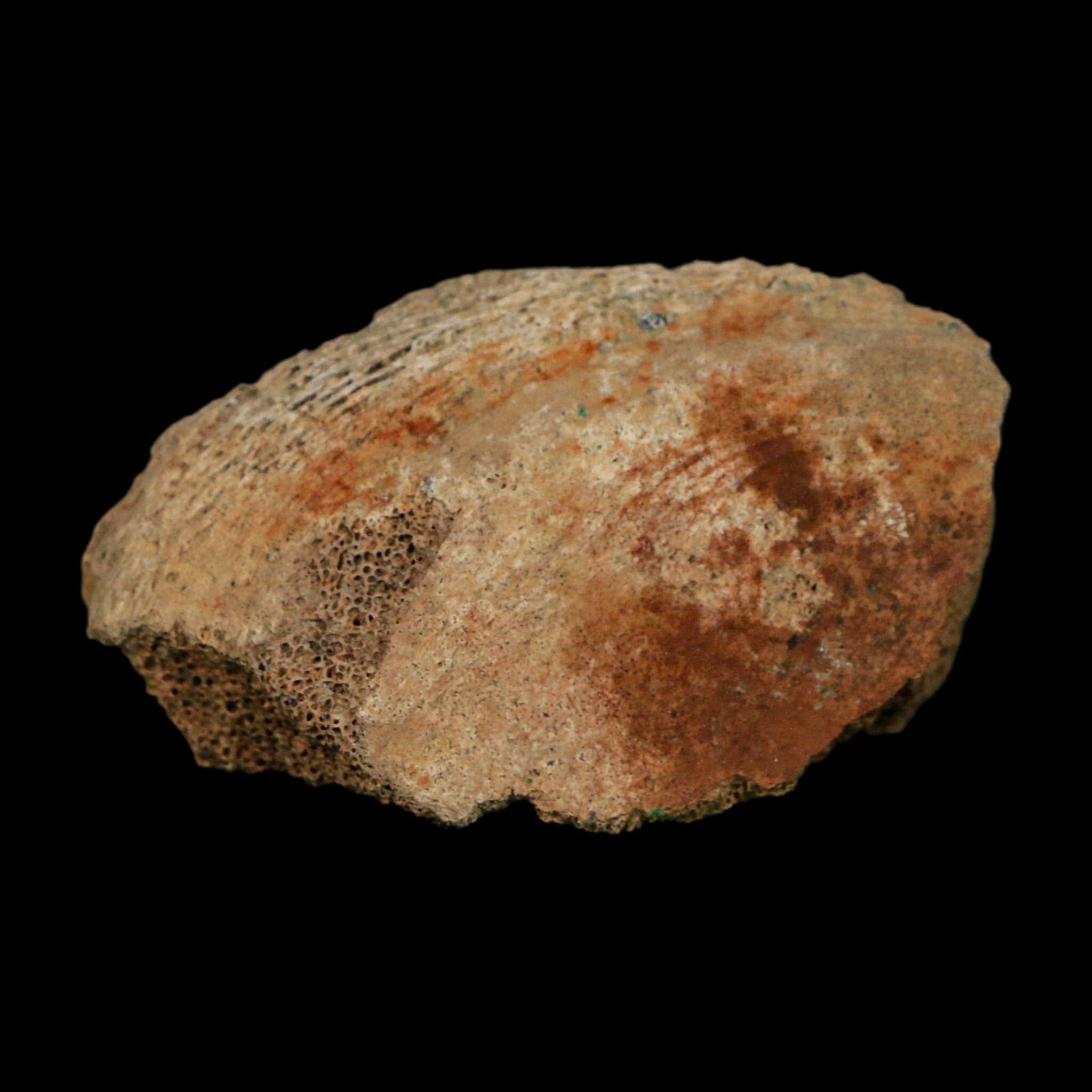 1.9" Corythosaurus Fossil Vertebrae Bone Section Judith River Cretaceous Dinosaur COA - Fossil Age Minerals