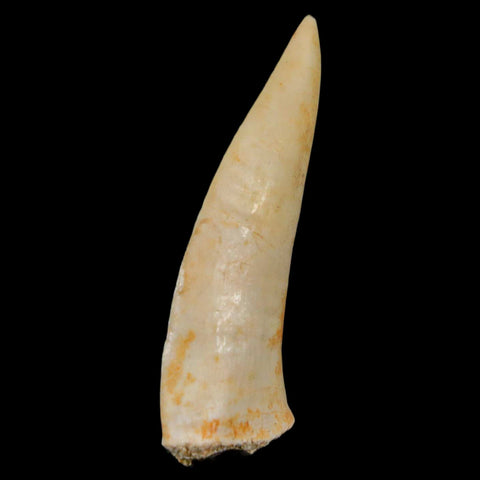 XL 2.1" Saber Toothed Herring Fossil Fang Enchodus Libycus Cretaceous COA Stand - Fossil Age Minerals