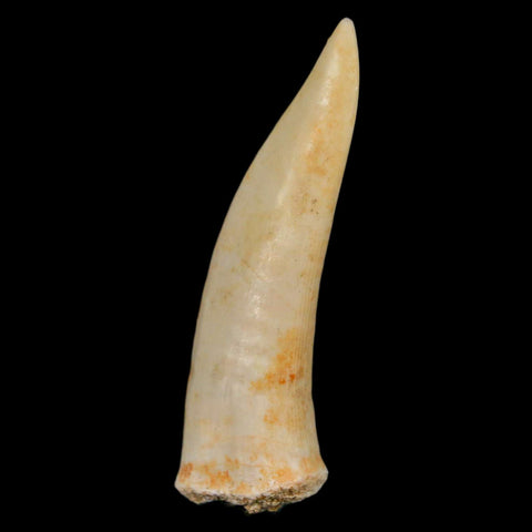 XL 2.1" Saber Toothed Herring Fossil Fang Enchodus Libycus Cretaceous COA Stand - Fossil Age Minerals