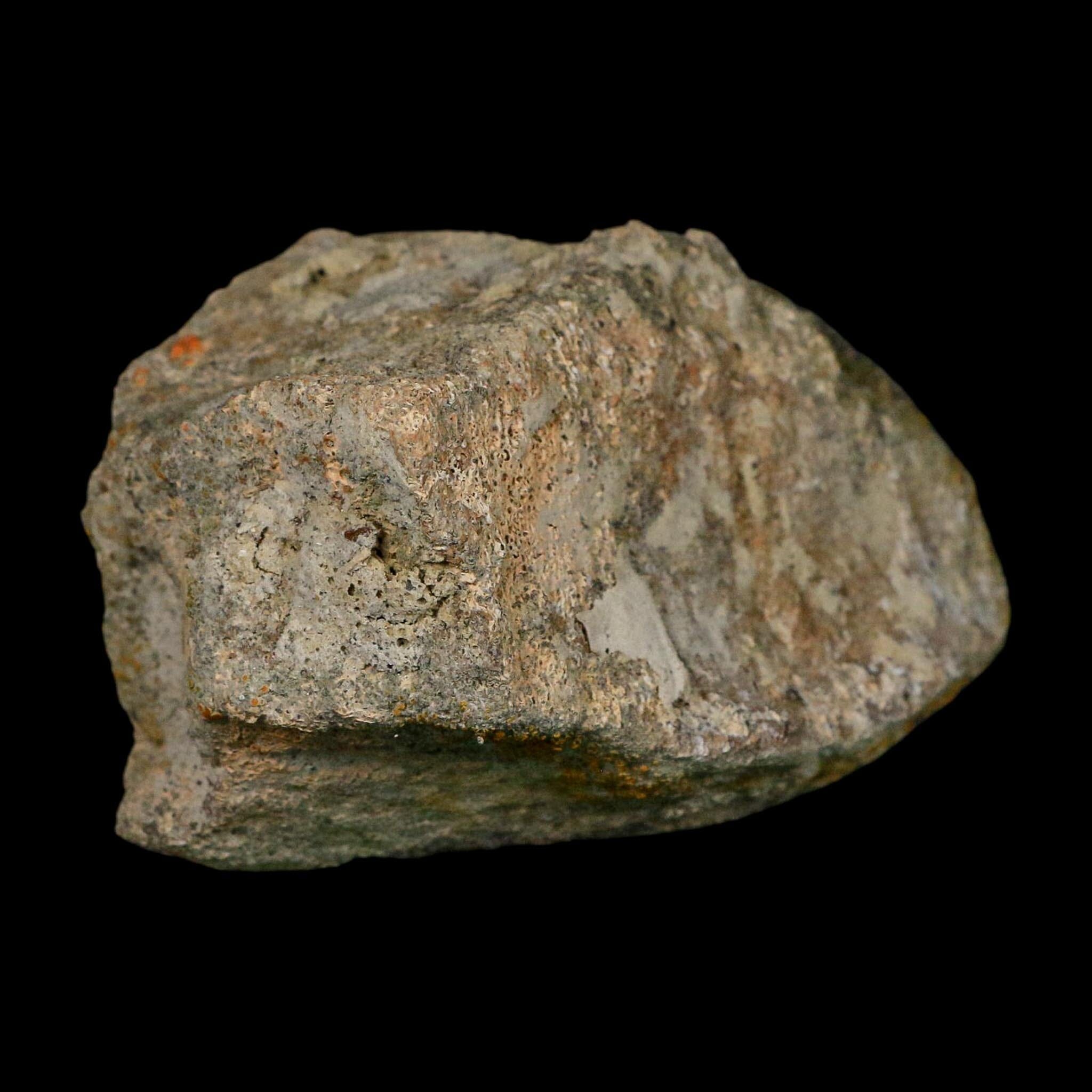 3.6" Triceratops Fossil Vertebrae Bone Lance Creek FM Cretaceous Dinosaur WY COA