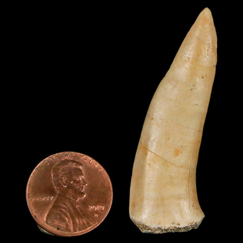 1.9" Saber Toothed Herring Fossil Fang Enchodus Libycus Cretaceous COA Stand - Fossil Age Minerals