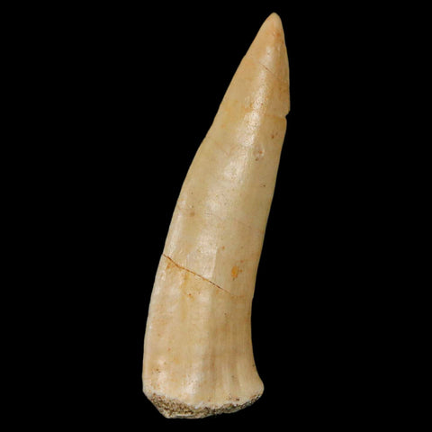 1.9" Saber Toothed Herring Fossil Fang Enchodus Libycus Cretaceous COA Stand - Fossil Age Minerals