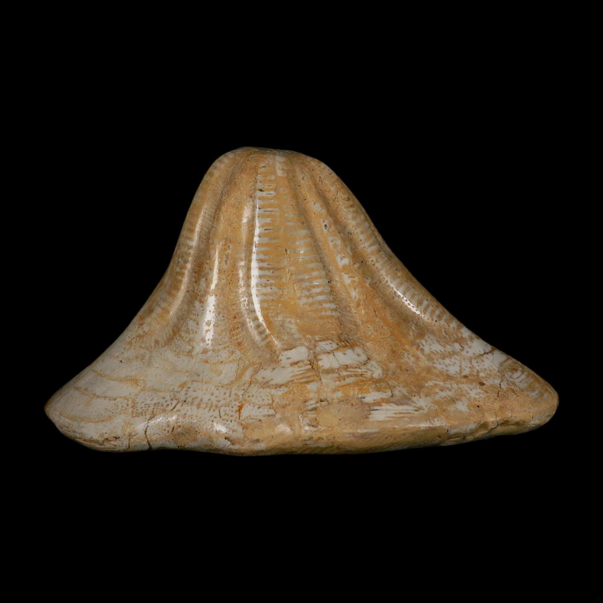 XXL 7.9" Detailed Fossil Clypeaster Altus Sea Urchin Echinoid Miocene Taza Morocco - Fossil Age Minerals