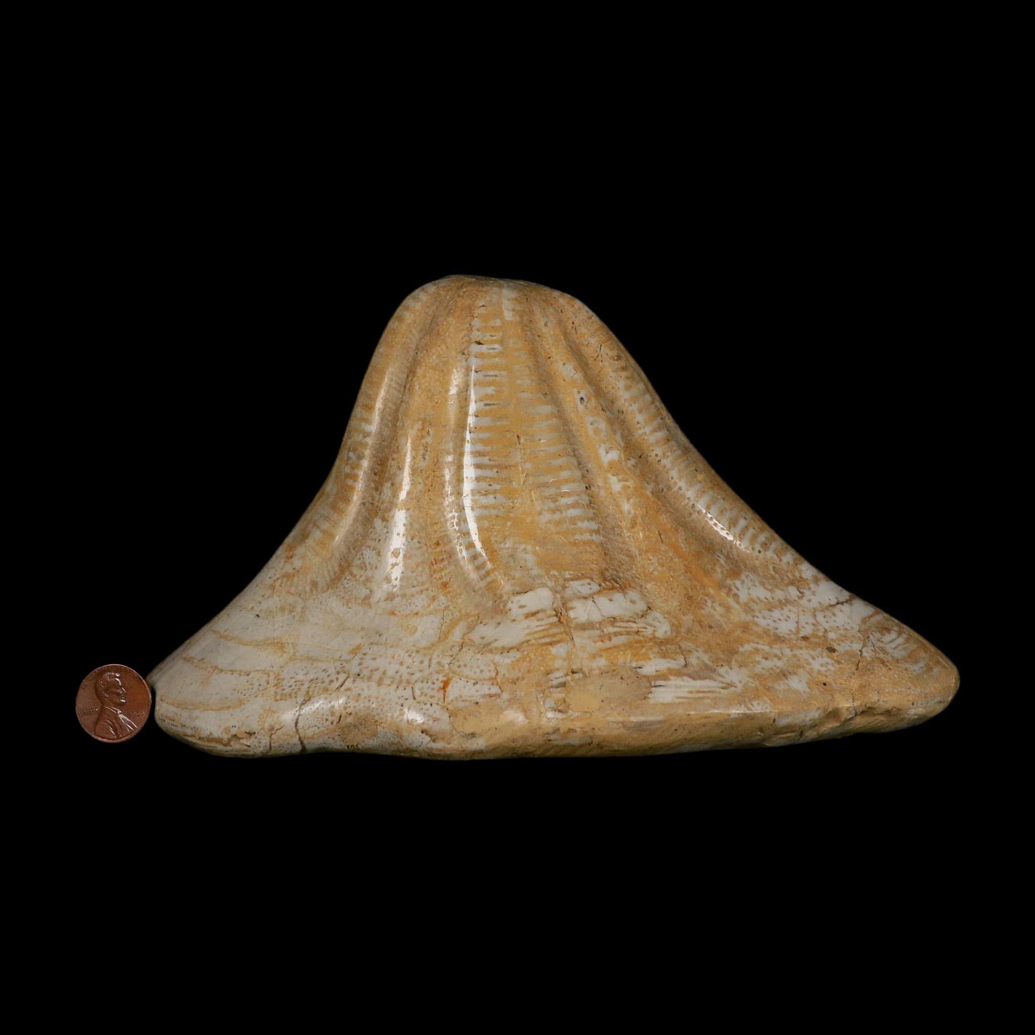 XXL 7.9" Detailed Fossil Clypeaster Altus Sea Urchin Echinoid Miocene Taza Morocco - Fossil Age Minerals