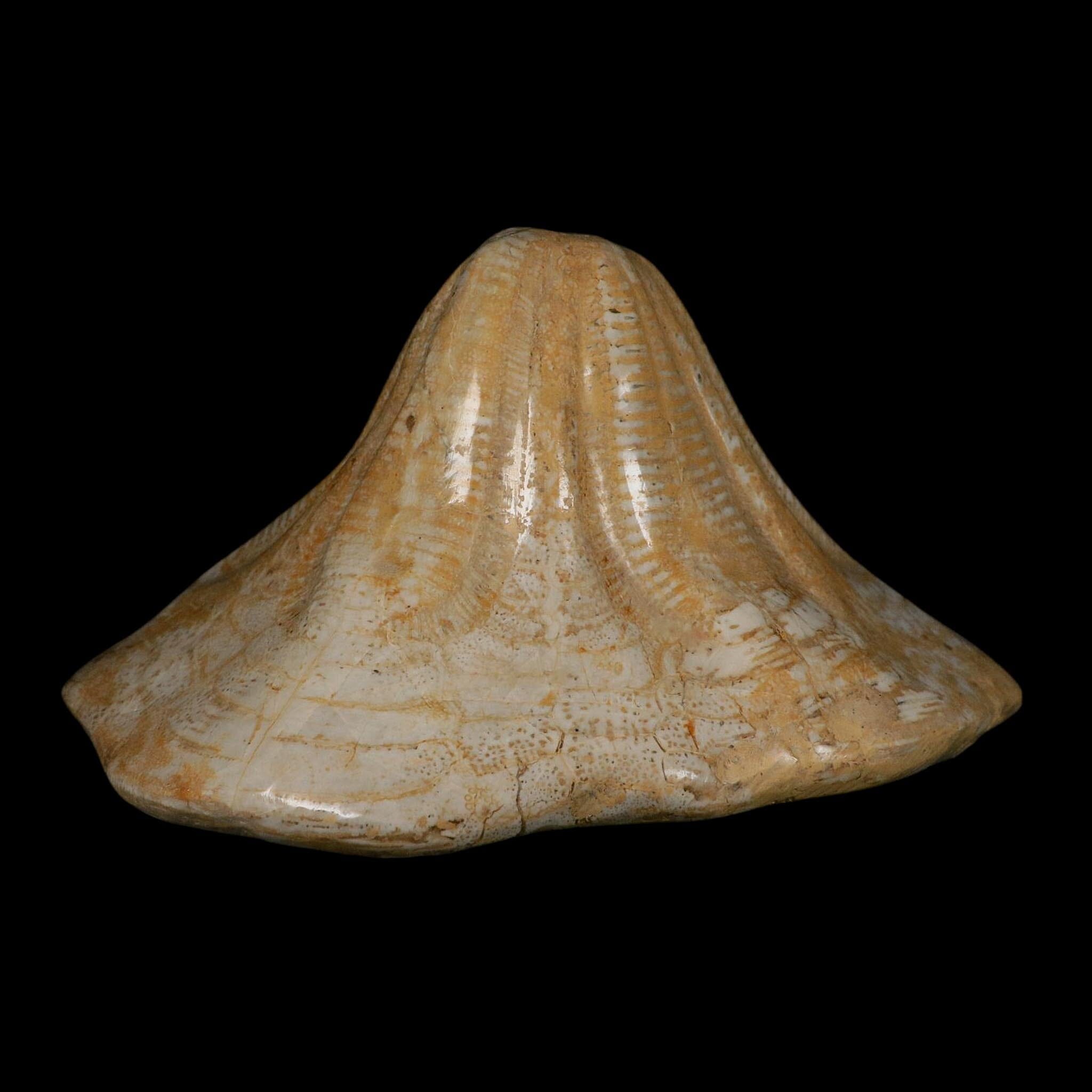 XXL 7.9" Detailed Fossil Clypeaster Altus Sea Urchin Echinoid Miocene Taza Morocco - Fossil Age Minerals