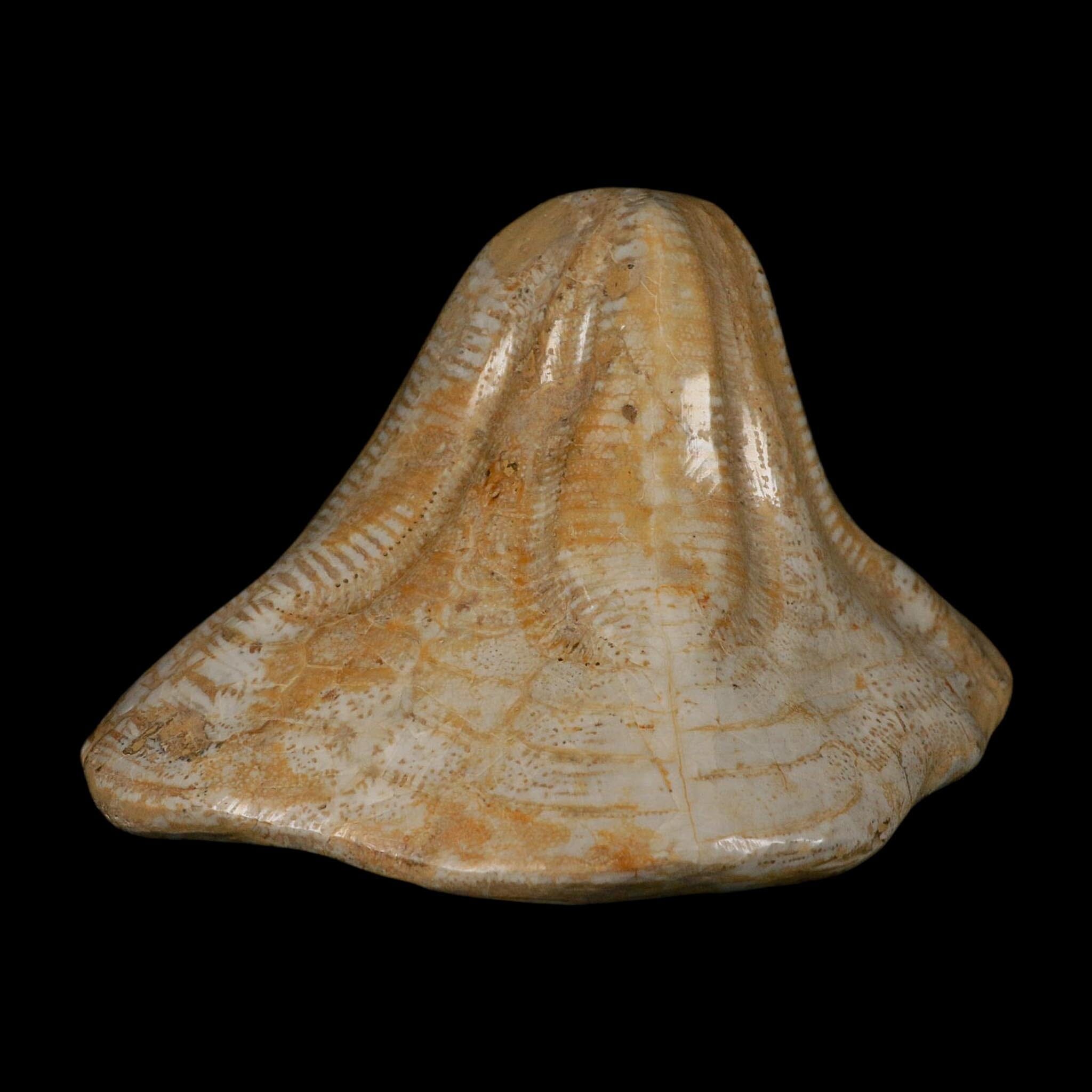 XXL 7.9" Detailed Fossil Clypeaster Altus Sea Urchin Echinoid Miocene Taza Morocco - Fossil Age Minerals
