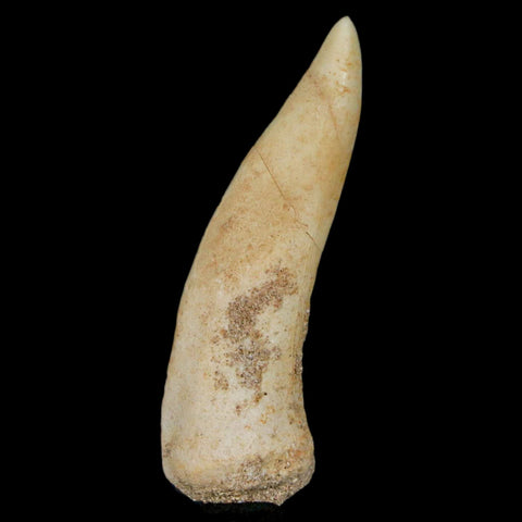 1.9" Saber Toothed Herring Fossil Fang Enchodus Libycus Cretaceous COA Stand - Fossil Age Minerals