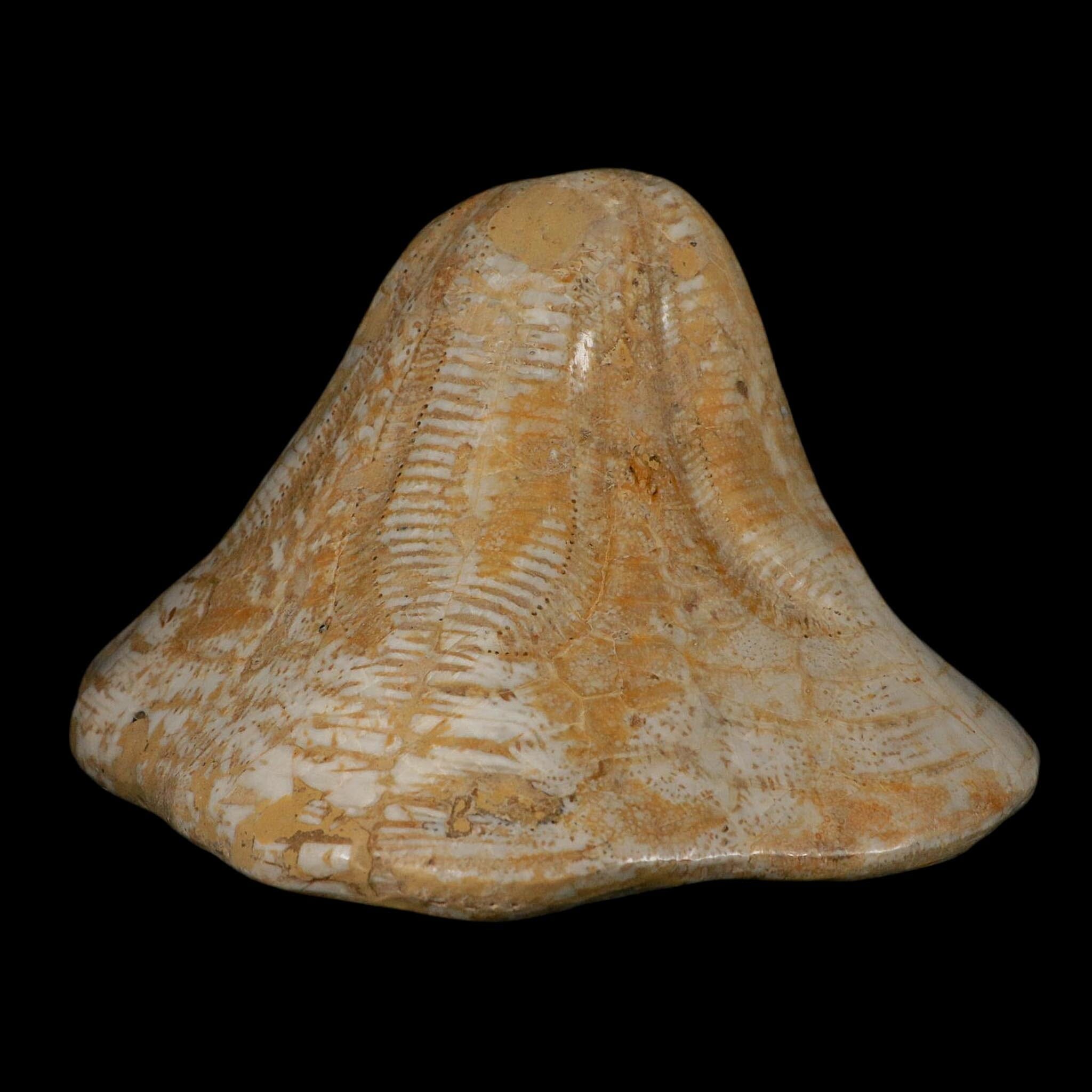 XXL 7.9" Detailed Fossil Clypeaster Altus Sea Urchin Echinoid Miocene Taza Morocco - Fossil Age Minerals