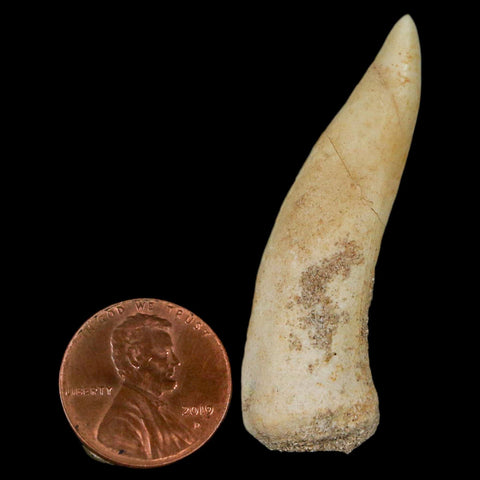 1.9" Saber Toothed Herring Fossil Fang Enchodus Libycus Cretaceous COA Stand - Fossil Age Minerals