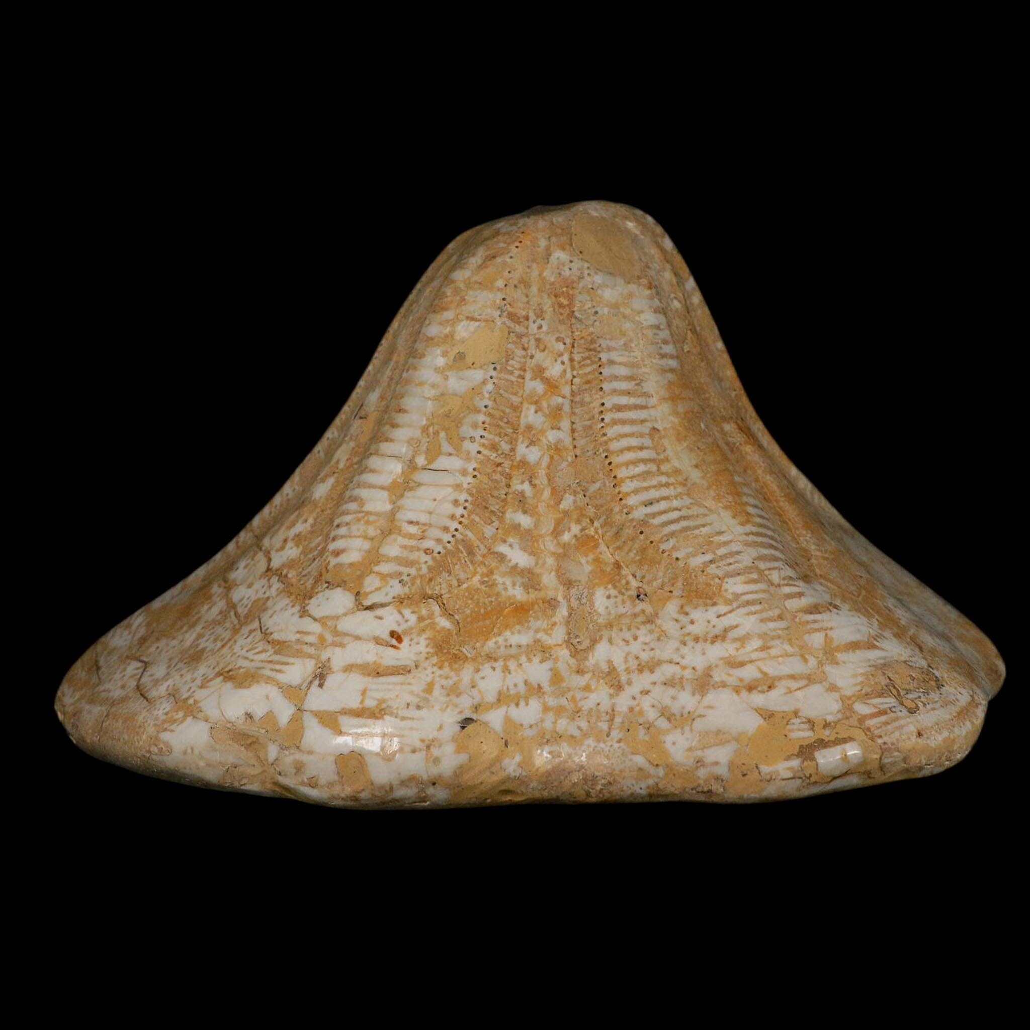 XXL 7.9" Detailed Fossil Clypeaster Altus Sea Urchin Echinoid Miocene Taza Morocco - Fossil Age Minerals