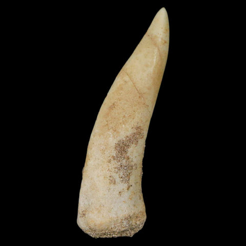 1.9" Saber Toothed Herring Fossil Fang Enchodus Libycus Cretaceous COA Stand - Fossil Age Minerals