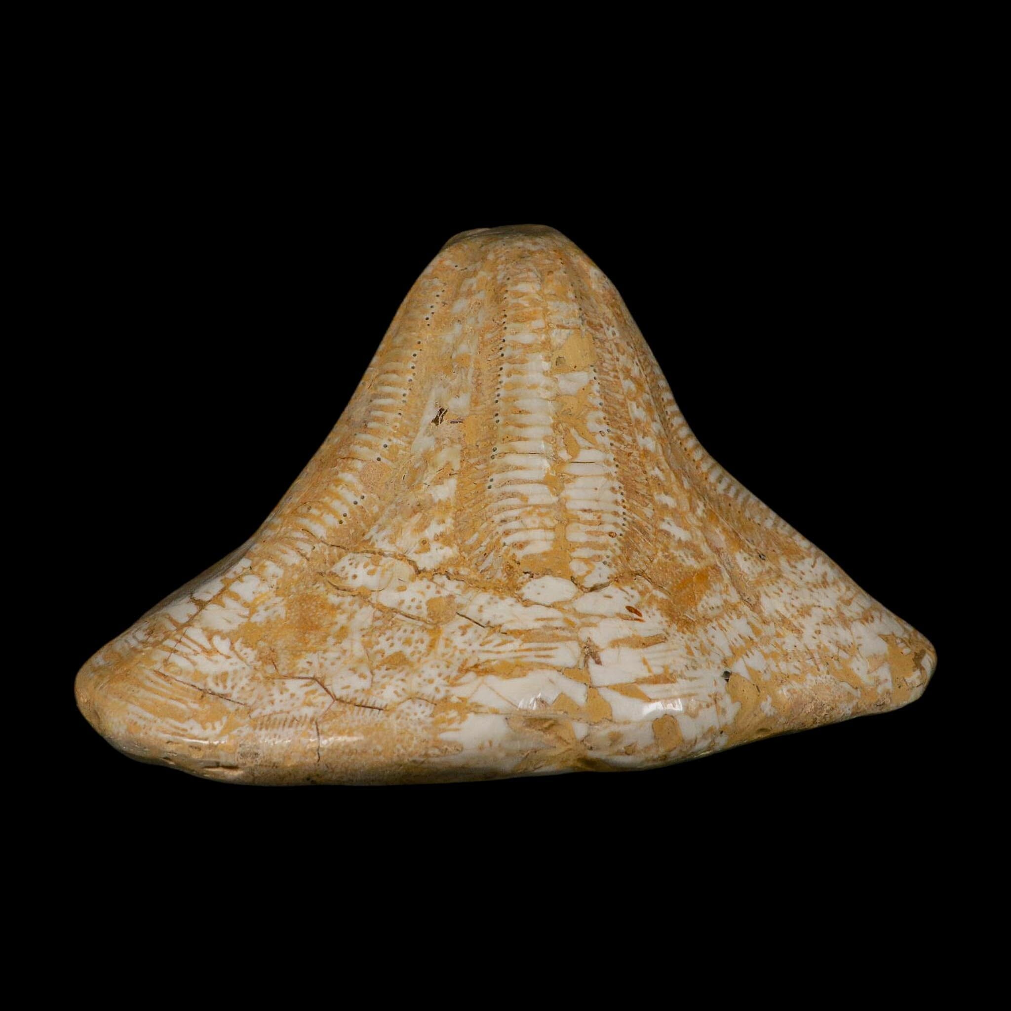 XXL 7.9" Detailed Fossil Clypeaster Altus Sea Urchin Echinoid Miocene Taza Morocco - Fossil Age Minerals