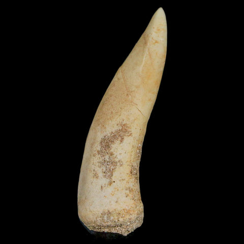 1.9" Saber Toothed Herring Fossil Fang Enchodus Libycus Cretaceous COA Stand - Fossil Age Minerals