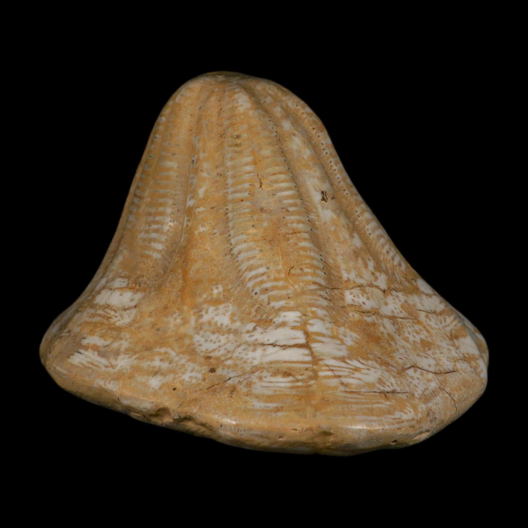 XXL 7.9" Detailed Fossil Clypeaster Altus Sea Urchin Echinoid Miocene Taza Morocco - Fossil Age Minerals