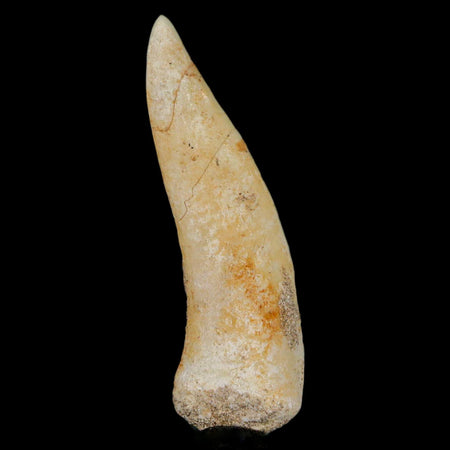 1.9" Saber Toothed Herring Fossil Fang Enchodus Libycus Cretaceous COA Stand