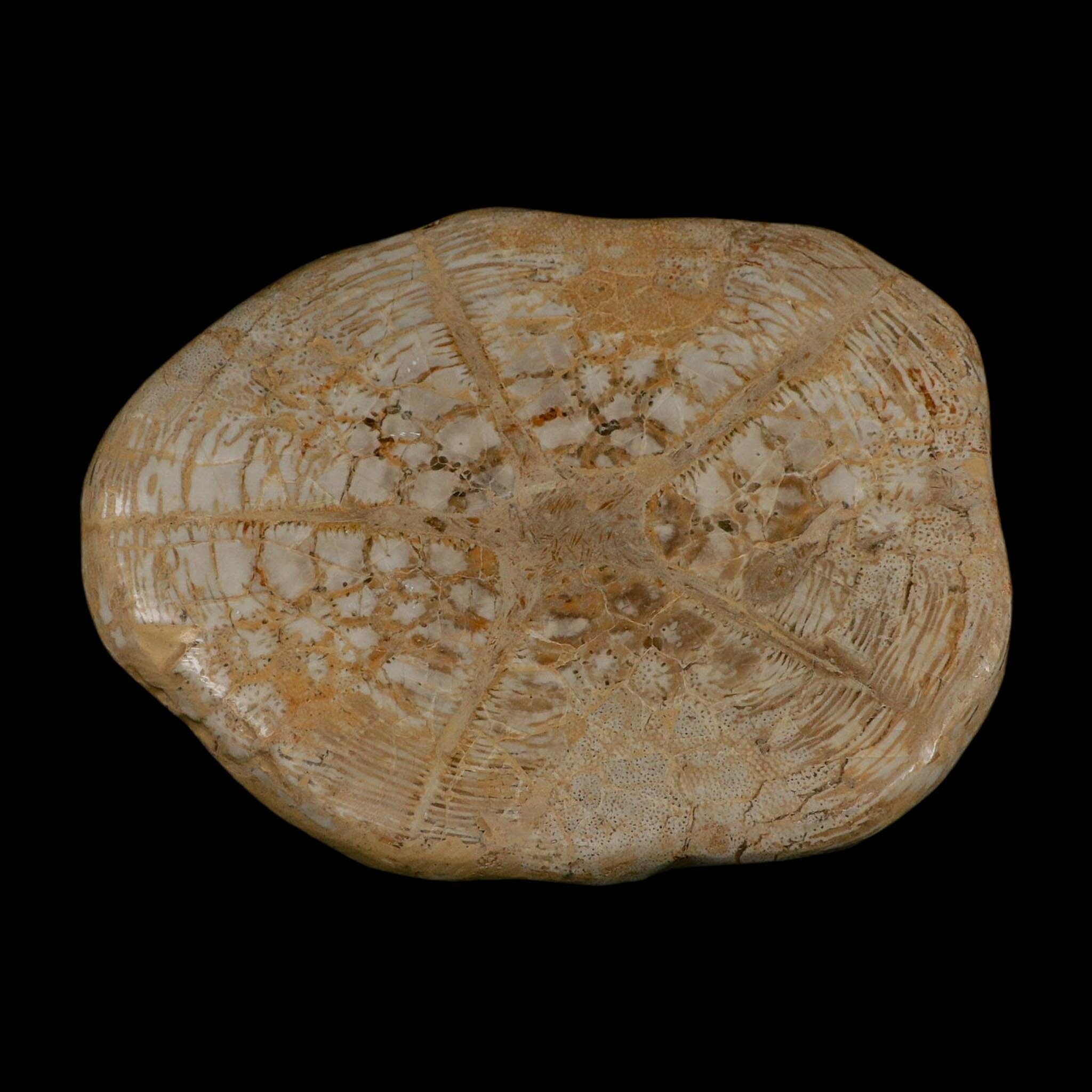 XXL 7.9" Detailed Fossil Clypeaster Altus Sea Urchin Echinoid Miocene Taza Morocco - Fossil Age Minerals
