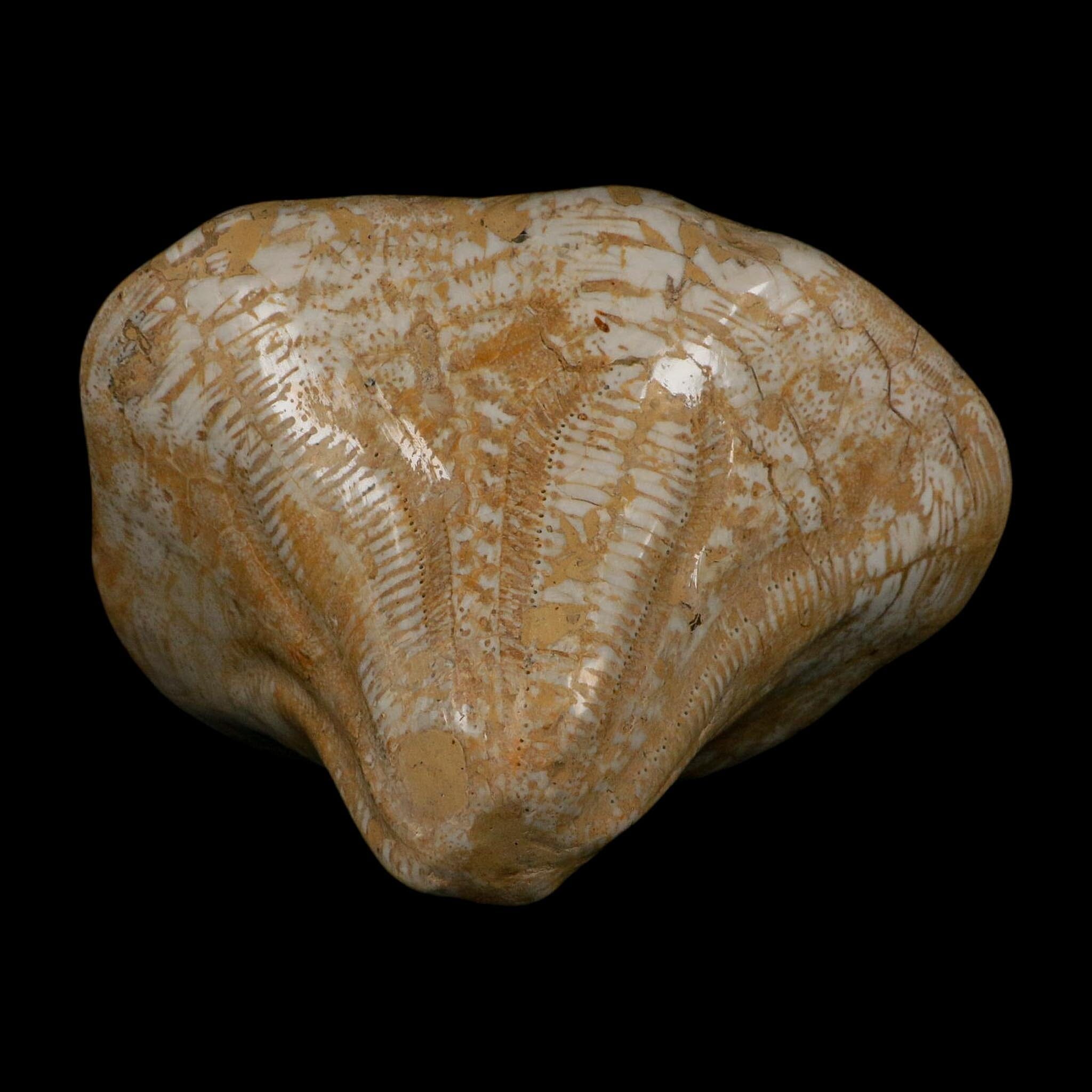 XXL 7.9" Detailed Fossil Clypeaster Altus Sea Urchin Echinoid Miocene Taza Morocco - Fossil Age Minerals