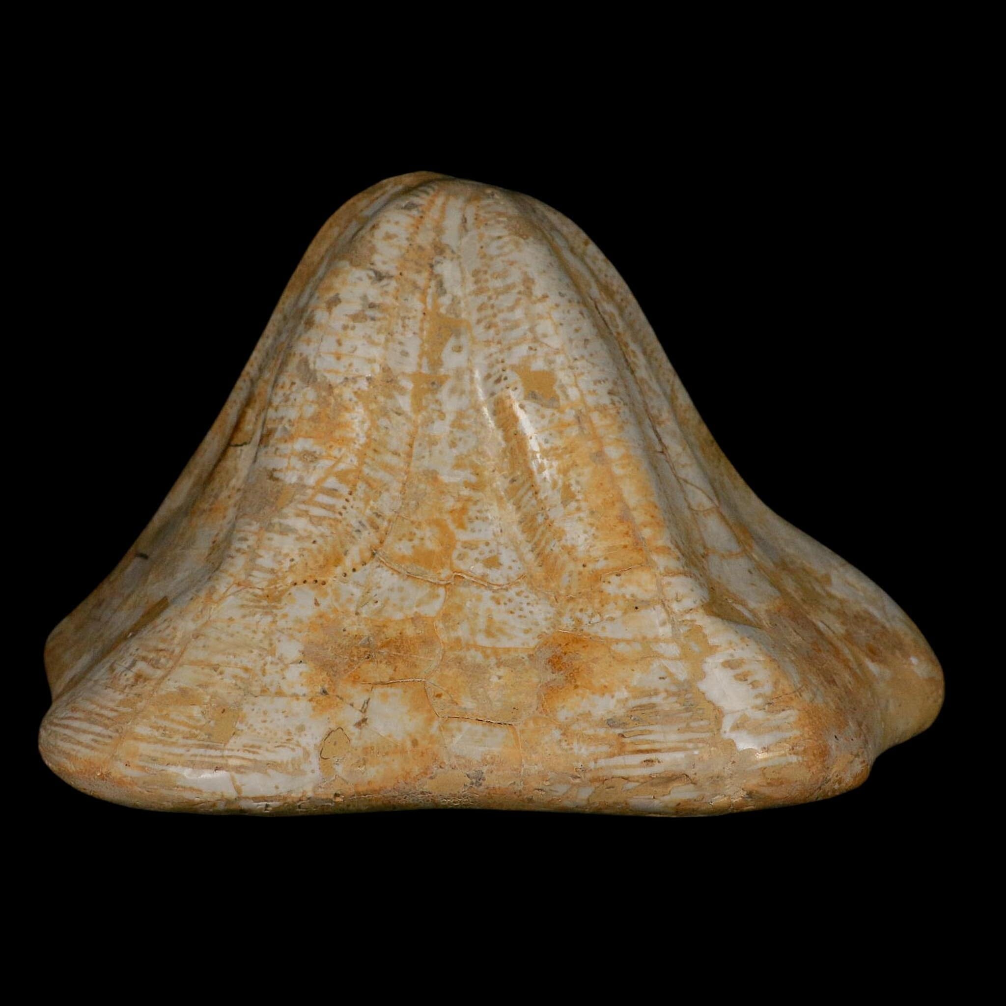 XXL 7.5" Detailed Fossil Clypeaster Altus Sea Urchin Echinoid Miocene Taza Morocco - Fossil Age Minerals