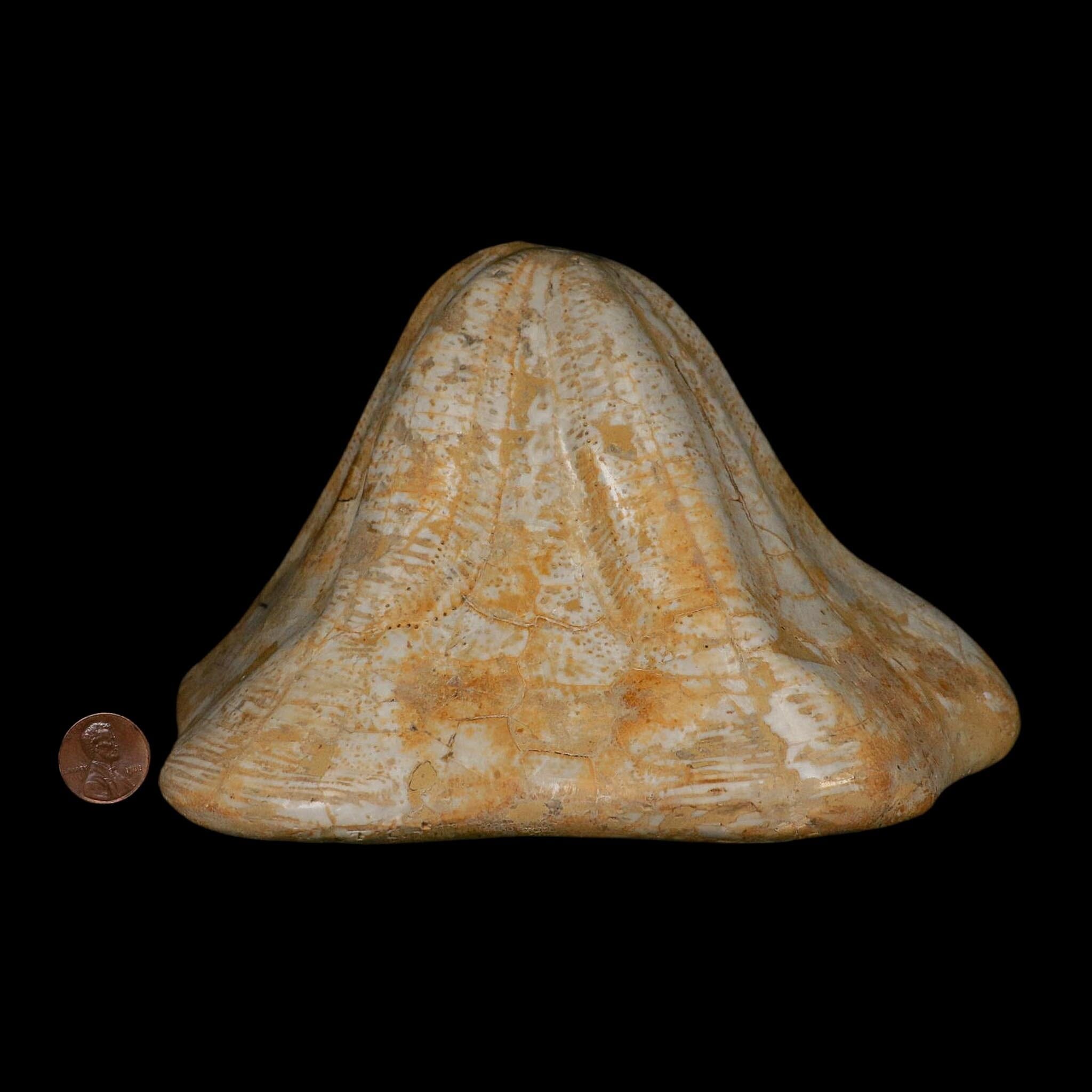XXL 7.5" Detailed Fossil Clypeaster Altus Sea Urchin Echinoid Miocene Taza Morocco - Fossil Age Minerals