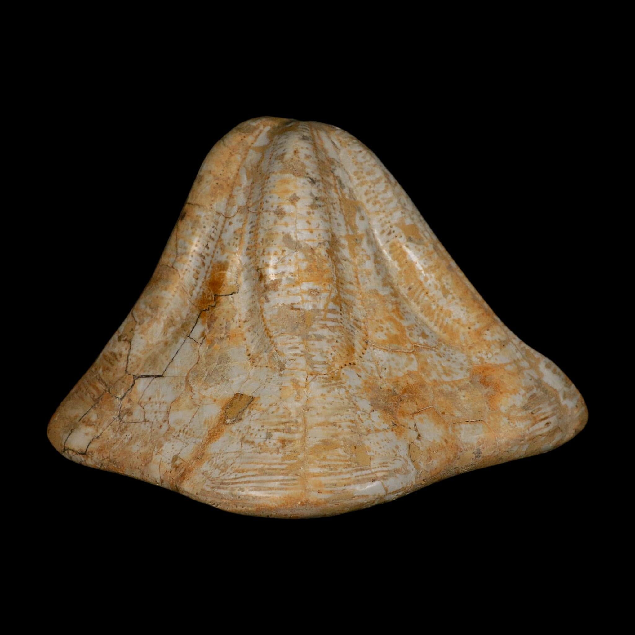 XXL 7.5" Detailed Fossil Clypeaster Altus Sea Urchin Echinoid Miocene Taza Morocco - Fossil Age Minerals