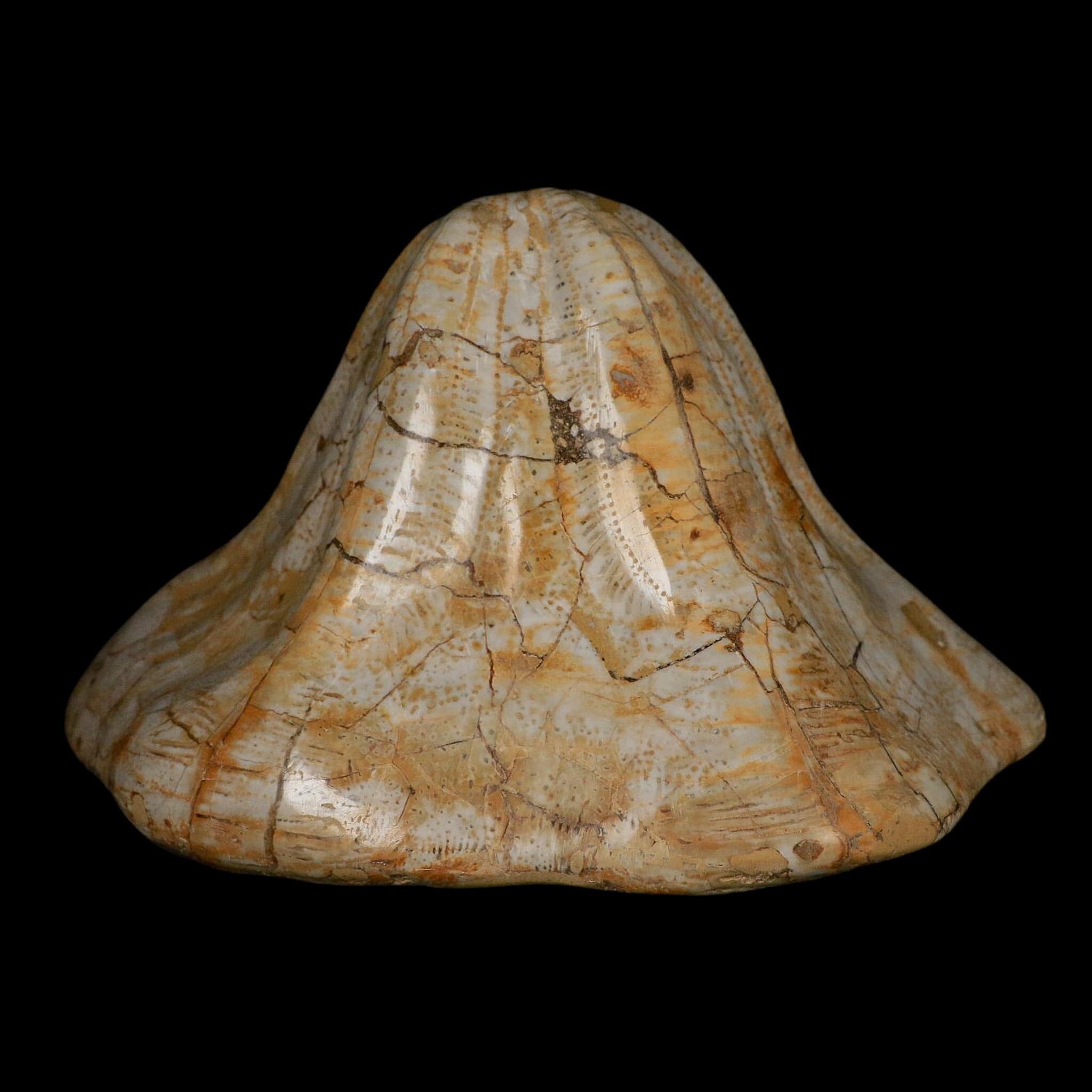 XXL 7.5" Detailed Fossil Clypeaster Altus Sea Urchin Echinoid Miocene Taza Morocco - Fossil Age Minerals