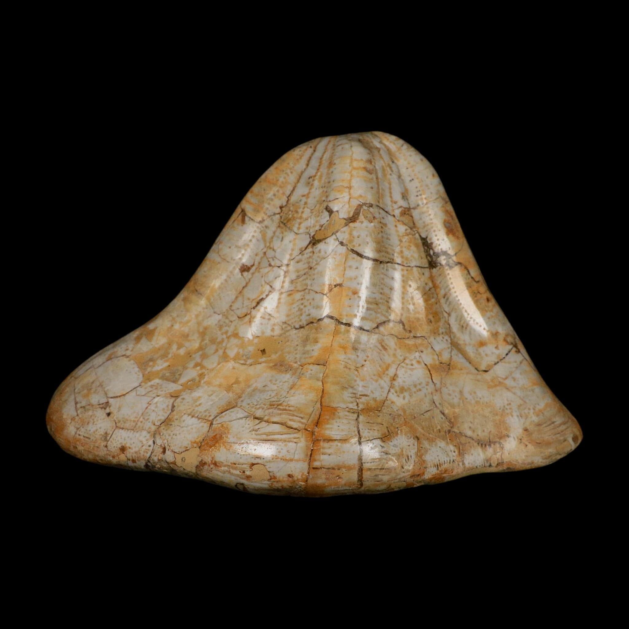 XXL 7.5" Detailed Fossil Clypeaster Altus Sea Urchin Echinoid Miocene Taza Morocco - Fossil Age Minerals