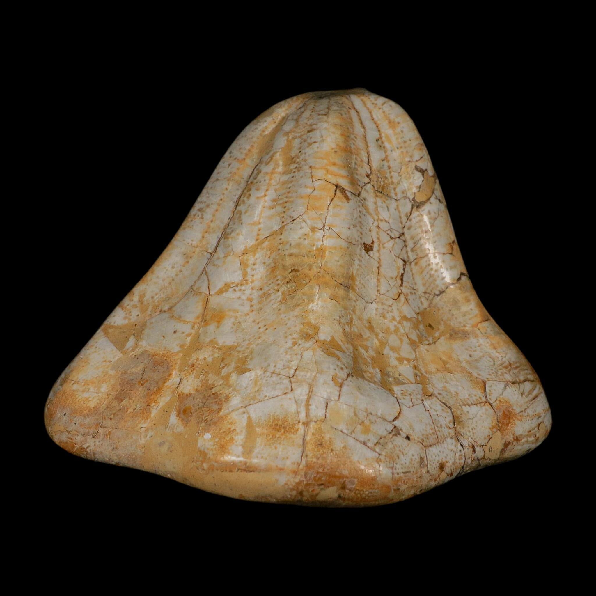 XXL 7.5" Detailed Fossil Clypeaster Altus Sea Urchin Echinoid Miocene Taza Morocco - Fossil Age Minerals
