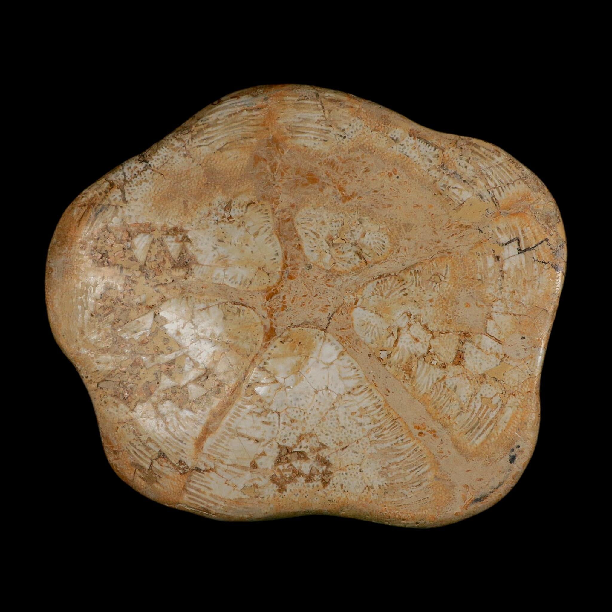 XXL 7.5" Detailed Fossil Clypeaster Altus Sea Urchin Echinoid Miocene Taza Morocco - Fossil Age Minerals